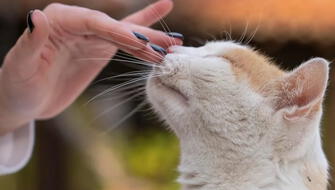 Gatos utilizan el olfato para distinguir a su dueño