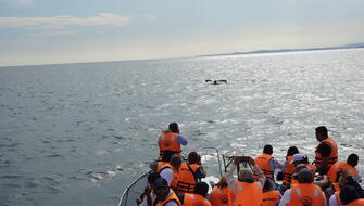 Brigadistas peruanos se capacitan en rescate de ballenas