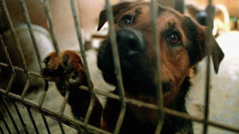 Italia: Senado aprueba ley que endurece penas por maltrato animal
