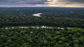 Concurso busca conservar 7.3 millones de hectáreas de bosques tropicales