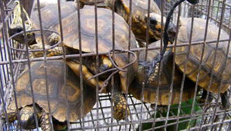 Funcionarios integraban banda dedicada al tráfico de fauna silvestre