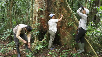 Alianza impulsa protección de árbol más alto de la Amazonía