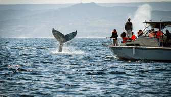 Tumbes: Empieza temporada de avistamiento de ballenas jorobadas