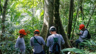 Científicos secuencian genoma de árbol emblemático de la Amazonía
