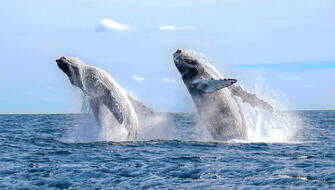 Los Órganos apunta a ser la “Capital del Avistamiento de Ballenas”