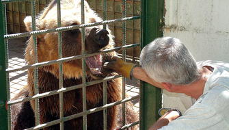 España: Osos serán trasladados a santuario tras 33 años de cautiverio