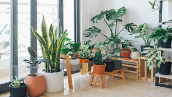 ¿Cómo decorar con plantas naturales?: ideas prácticas para tener un hogar más fresco y saludable
