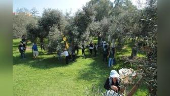 Árboles: protectores silenciosos de nuestro presente y futuro