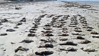 Brasil investiga muerte masiva de pingüinos en sus playas