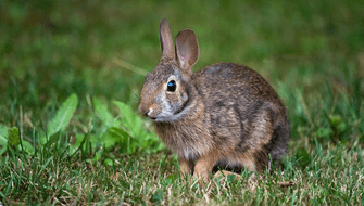 Aparece especie de conejo que se creía extinta hace más de un siglo