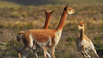 Perú inicia el V Censo Nacional de Vicuñas
