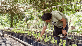 Abren convocatoria para fondos en favor de Bosques Tropicales