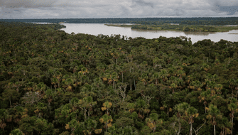 Bosques amazónicos reducen propagación de enfermedades