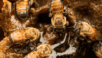 Abejas sin aguijón en peligro por deforestación de hábitats