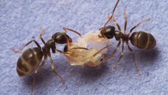 Fiyi: Declive de hormigas revela un “apocalipsis de insectos”
