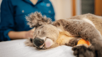 Lanza vacuna para salvar a los koalas de la clamidia