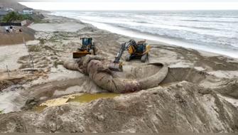 Sepultan a ballena azul que varó en playa de Tumbes