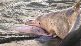 Aparecen delfines con signos de Alzheimer en EE.UU.
