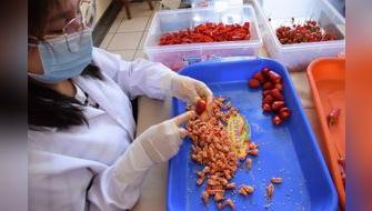 Perú envía variedades de ajíes al "Arca de Semillas"