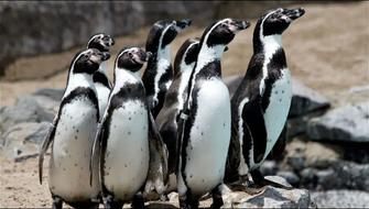 Chile mete a Pingüino de Humboldt en lista de especies en peligro