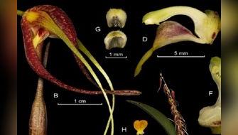 Científicos descubren nueva especie de orquídea en el Perú