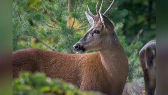 Chile inaugura primer hospital para salvar huemules de la extinción