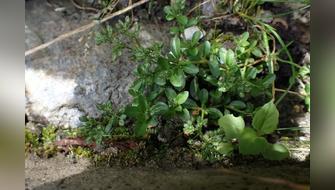 Descubren subespecie de planta endémica en los andes peruanos