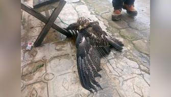 Rescatan a águila herida en centro poblado de Trujillo