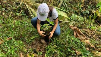 Buscan restaurar 2 mil hectáreas de bosques afectados por incendios