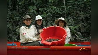 Miles de taricayas son liberadas en Parque Sierra del Divisor