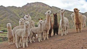 Perú será sede del Congreso Mundial de Camélidos Sudamericanos