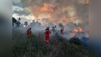 Huánuco: Nuevas especies de flora en riesgo por quema de pastizales