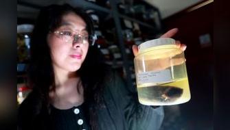 Científica peruana revela clave evolutiva de roedores andinos