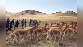 Más de 300,000 vicuñas habitan el territorio peruano