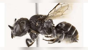 Abeja espeluznante y con grandes cuernos es descubierta en Australia