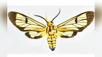 Descubren cuatro nuevas especies de polillas en Perú