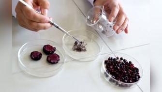 Investigadores peruanos crean “superalimento” con la coronta del maíz