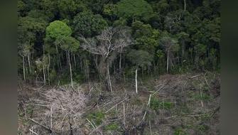 Ganadería y soya son los principales motores de la deforestación en la Amazonía, alerta reporte de WWF