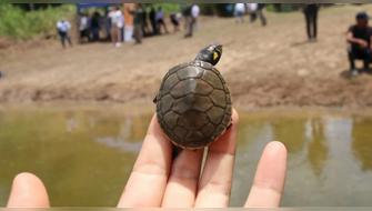 Ucayali: Liberan más de 400 taricayas incubadas en cautiverio