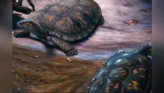 Shakira: La nueva especie de tortuga fósil hallada en Colombia