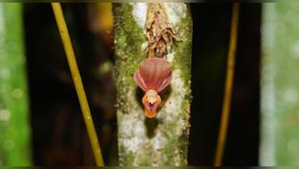 Investigadores descubren nueva variedad de orquídea en Amazonas