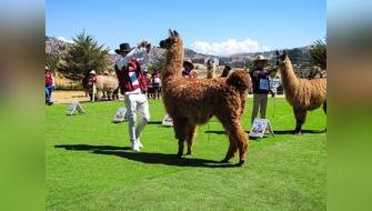 Cusco: Festicamélidos 2025 logra hito genético y lanza alerta climática