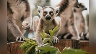 Lémures al borde de la extinción por caza indiscriminada