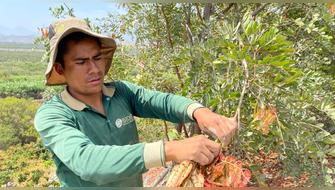 Centenar de productores de tara son formalizados en Apurímac