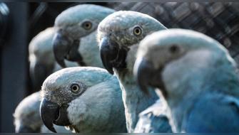 Virus letal amenaza a últimos 11 guacamayos azules libres de Brasil