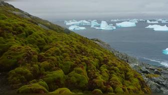 Vegetación en la Antártida tiene el tamaño de Berlín