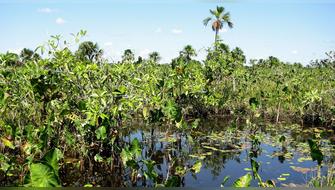 Concesión Yanayacu-Maquía se suma a la meta global 30x30 con casi 40 mil hectáreas protegidas