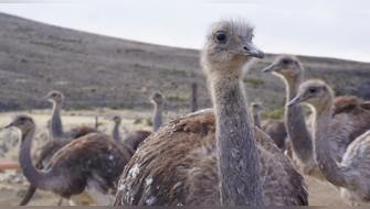 Perú anuncia realización del III Censo Nacional del Suri