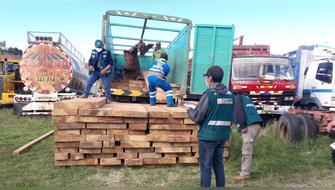 Dictan 8 años de prisión para implicados en tráfico ilegal de madera