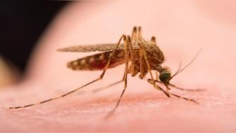 Por primera vez se detectan mosquitos en Islandia